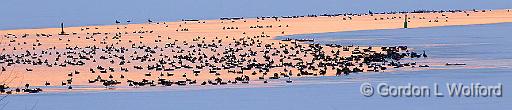 Geese On The Canal At Sunrise_28711.jpg - Canada Geese (Branta canadensis) photographed along the Rideau Canal Waterway near Kilmarnock, Ontario, Canada.